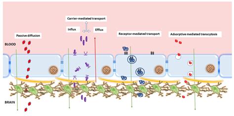 Experimental Models of In Vitro Blood–Brain Barrier for CNS Drug ...
