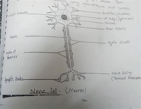 Heya... Labelled diagram of neuron or nerve cell - Brainly.in