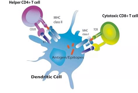 《自然》：免疫治疗再获重大突破！科学家首次证实，被忽视的CD4+T细胞和MHC II类抗原，是免疫治疗起效的关键条件丨科学大发现_效应