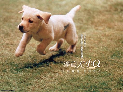《导盲犬小Q》已上映 可鲁感动一亿亚洲人(图)_影音娱乐_新浪网