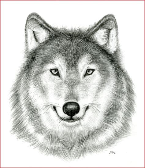 Explore the Wolf Face Drawing 149819 Drawing A Wolf Face Drawing A Wolf ...