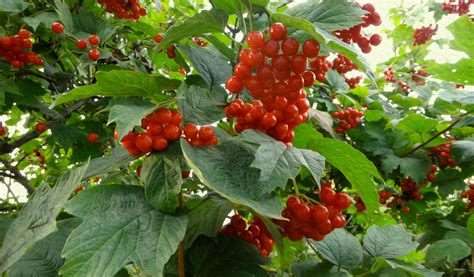 Download wallpaper leaves, berries, Kalina, section nature in ...