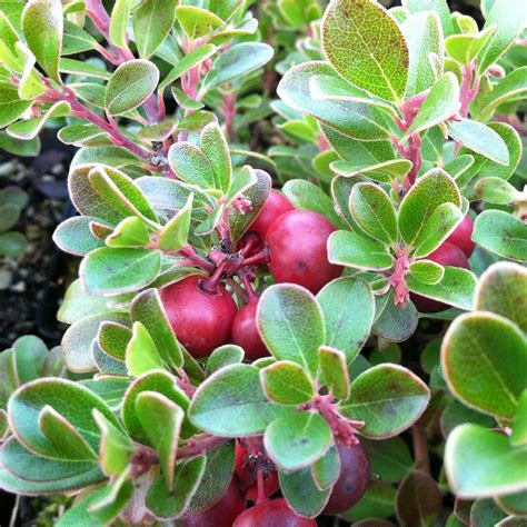 Arctostaphylos uva-ursi 'Wood's Compact' - Bearberry, Kinnikinnick (3.5 ...
