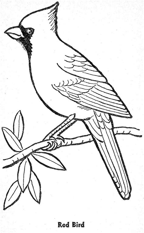 bird drawing template