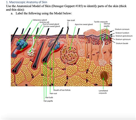 Lamellated Corpuscle