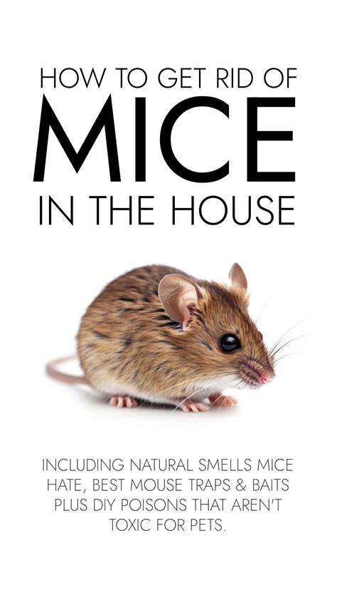 The Best Way To Get Rid Of Mice For Good In 2026