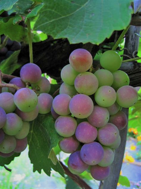 Ripening Bunch Of Grapes Free Stock Photo - Public Domain Pictures