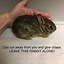 Image result for Rabbit Nest with No Rabbis