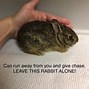Image result for 5 Day Old Baby Rabbits
