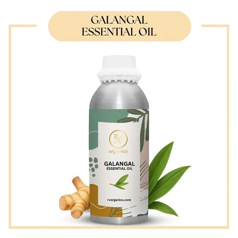 Galangal Essential Oil (Alpinia Officinarum) – RV Organica