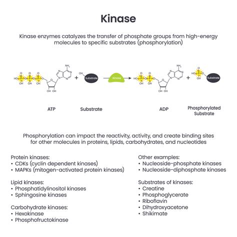Kinase Phosphorylation scientific educational vector illustration ...