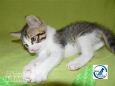 gattini in regalo pavia offro in regalo cucciolo europeo da associazione animali a gattini in regalo pavia offro in regalo cucciolo europeo da associazione animali a