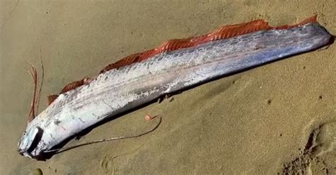 Doomsday fish found in Mexico – it is called a harbinger of disaster – photo
