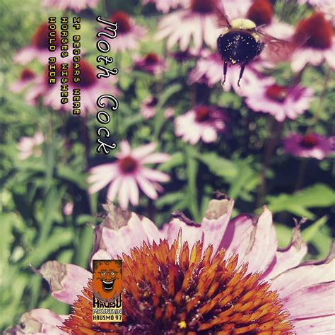 If Beggars Were Horses Wishes Would Ride by Moth Cock (Album ...