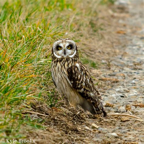 On the Subject of Nature: Short-Eared Owls!
