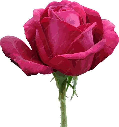 Premium Vector | Red rose flower parts vector image