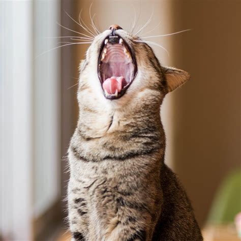 Cat Won’t Stop Meowing? Tips to Deal With Excessive Meowing and Yowling