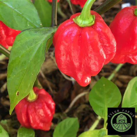Red Scotch Bonnet Pepper Live Plant | Tyler Farms