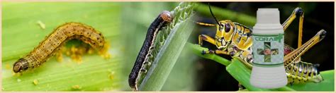 Bio Larvicide in Thailand , Bio Larvicide Manufacturer ,Suppliers ...