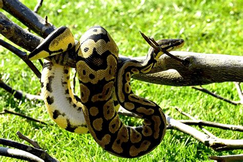 Largest Ball Python 的图像结果