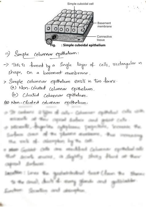 Classification of Tissues 的图像结果