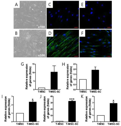 Differentiation of Human Tonsil-Derived Mesenchymal Stem Cells into ...
