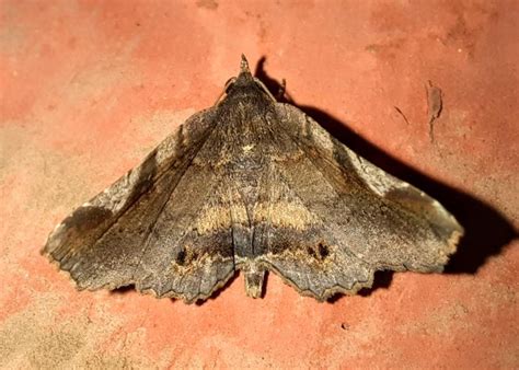 Pangrapta shivula | Moths