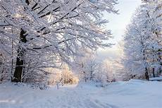 Winter Woods Wallpaper by Winter Woods Snow Covered Trees Landscape Wall Mural Winter Woods Wallpaper