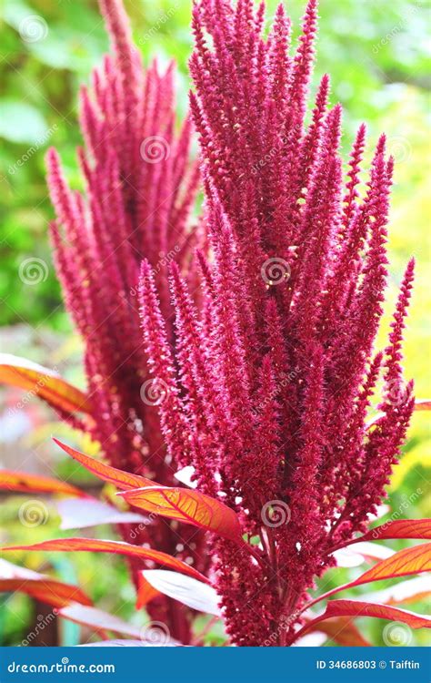 Red Amaranth (Amaranthus Cruentus) Stock Image - Image of amaranth ...