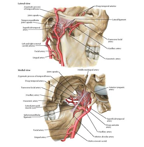 Proximal Maxillary and Superficial Temporal Arteries Anatomy - pediagenosis