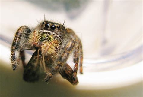 Image result for Spider-Man Web Tutorial