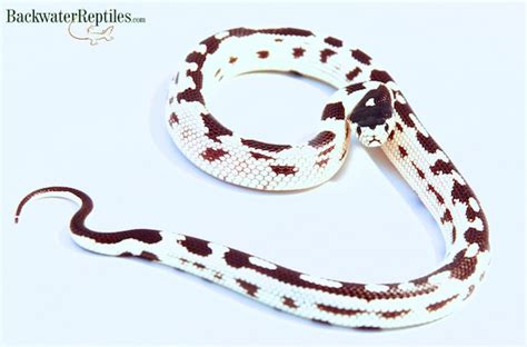 Image result for Python 3D Man