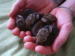 Image result for Teacup Bunnies Real