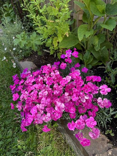 Low Growing Perennials For Walkways Top Plants For Patios (In