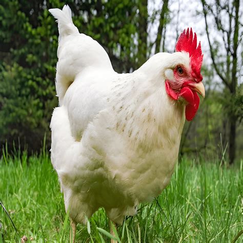 Image result for Animals Using Compouter