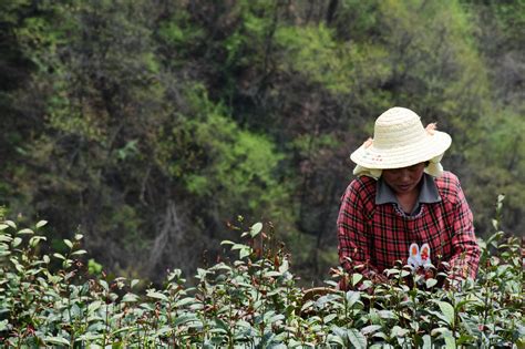 【文旅观察】“中国茶”成世界非遗，通过茶旅深度感受茶文化_腾讯新闻