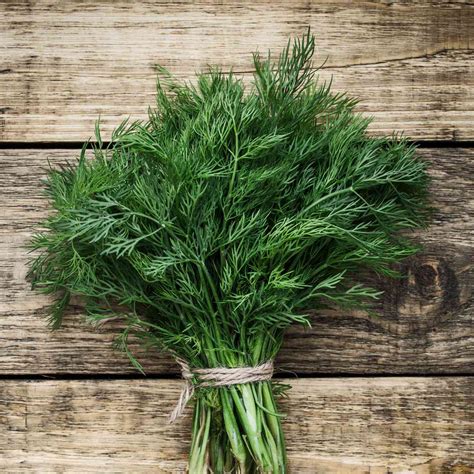 Medicinal Uses Of Dill Unlock Ancient Healing Powers