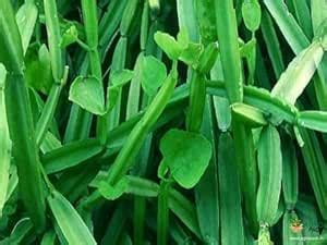 Rameshvar Enterprises | Hadjod, Intagro Farms Cissus quadrangularis ...