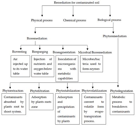 Global Situation of Bioremediation of Leachate-Contaminated Soils by ...