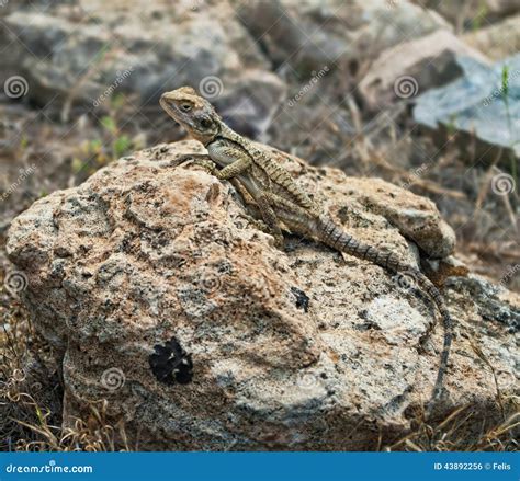 Lizard on rock stock photo. Image of akamas, claw, environment - 43892256