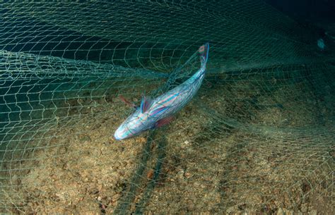 What is a Gill Net?