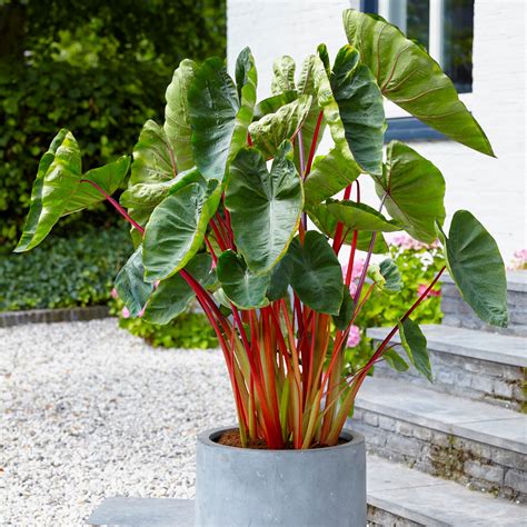 Elephant Ear Plant Tattoos
