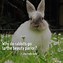 Image result for Baby Rabbit Facts