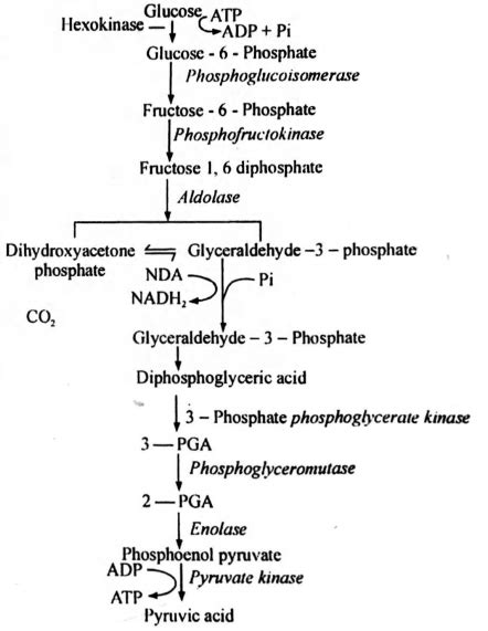 Which one of the following is the first step of glycolysis
