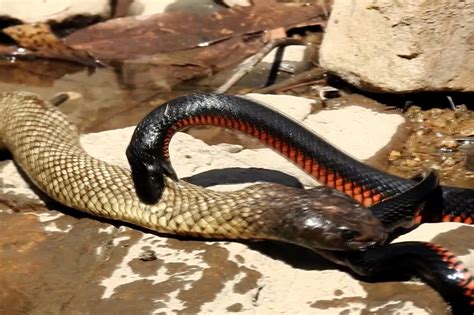 Snakes Eating Other Snakes