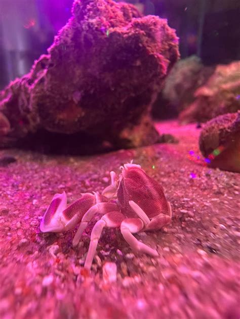 Porcelain Crab – Splashy Fin Aquarium Bengaluru