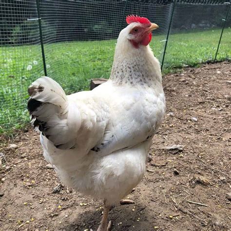 Top 11 Dual Purpose Chicken Breeds - Best for Eggs & Meat