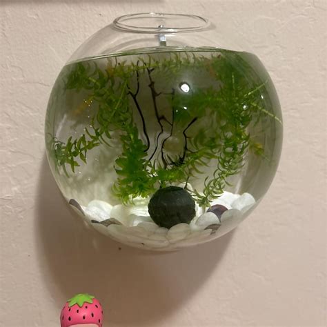 Image result for DIY Java Moss Decorations