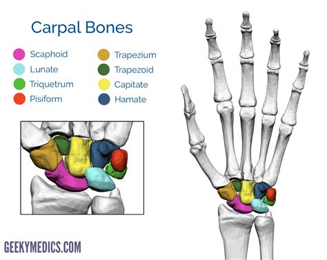 Bones of the Hand | Carpal Bones - Metacarpal bones | Geeky Medics