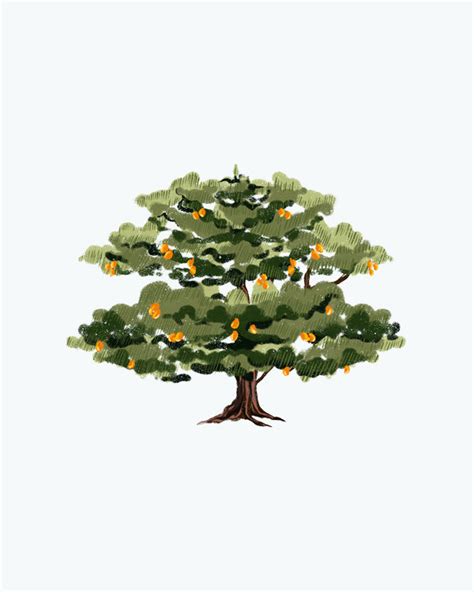 Clump: 5 trees – Nicobar